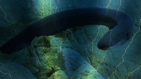 This newly discovered electric eel produces 860 volts of shock - OrissaPOST