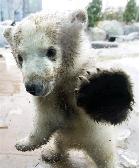 Toronto polar bear cub moving to Winnipeg zoo | CTV News