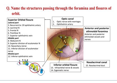 Orbit - Anatomy QA