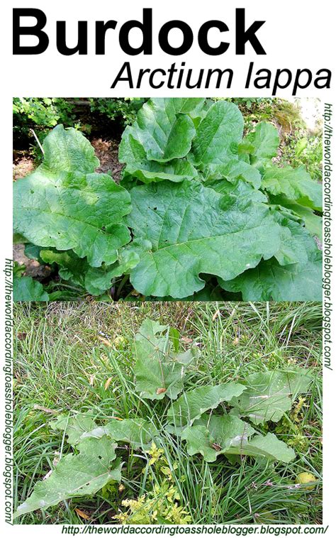 Wild Edible Plants: Burdock Root | Edible wild plants, Medicinal weeds ...