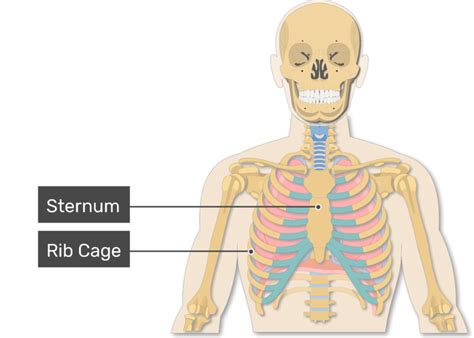 Introduction to Lungs Anatomy