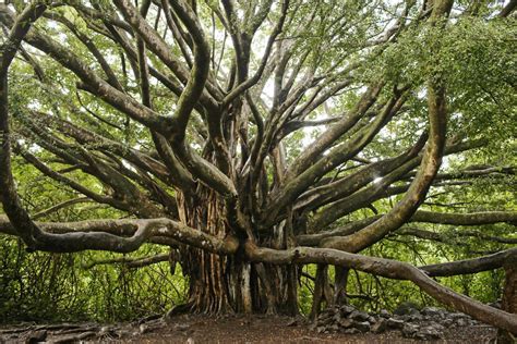 What Mother Trees Can Teach Us For Mother's Day - One Tree Planted