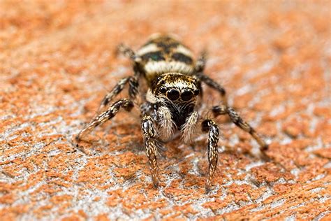 Zebra Spider – Macro-Photo.co.uk