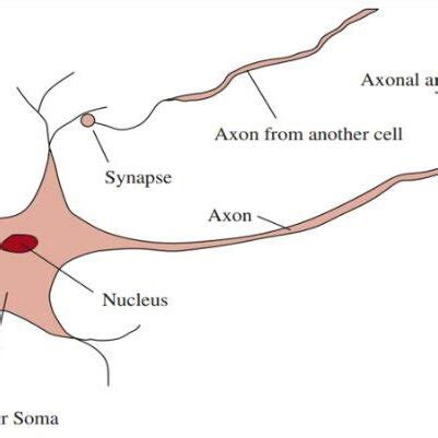 A schematic diagram of neuron. | Download Scientific Diagram