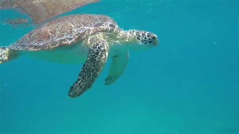 SNORKELING & SWIMMING WITH WILD SEA TURTLE | Tintamarre island - St Maarten | SXM | Saint Martin ...