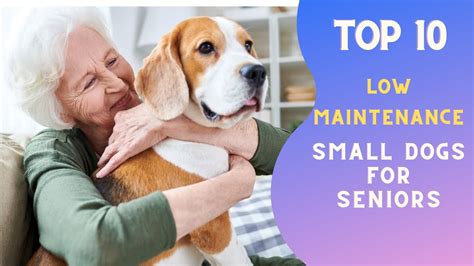 Top 10 low maintenance small dogs for seniors - YouTube