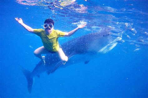 Cebu Diving Whale Shark Season | Fasci Garden