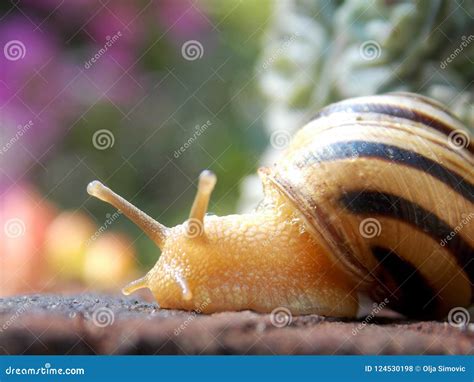 Snail on the stump stock photo. Image of snail, nature - 124530198