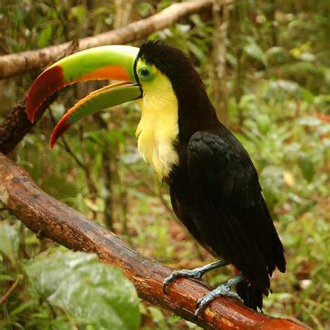 National Birds of South America Quiz | 10 Questions