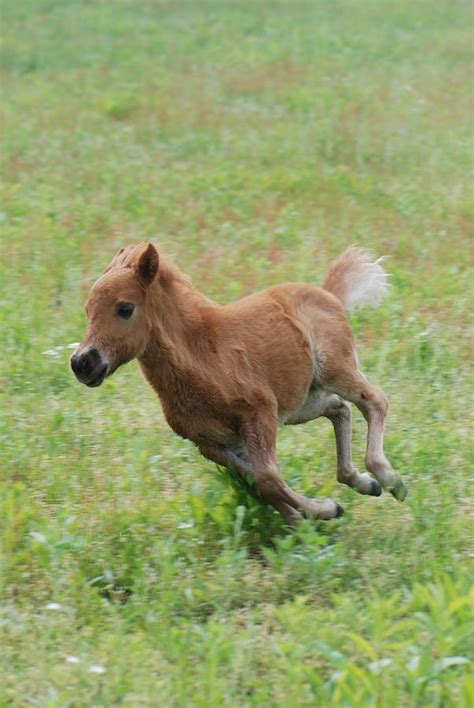 MIniature Horse FIlly Running Photograph by Amy Porter | Fine Art America