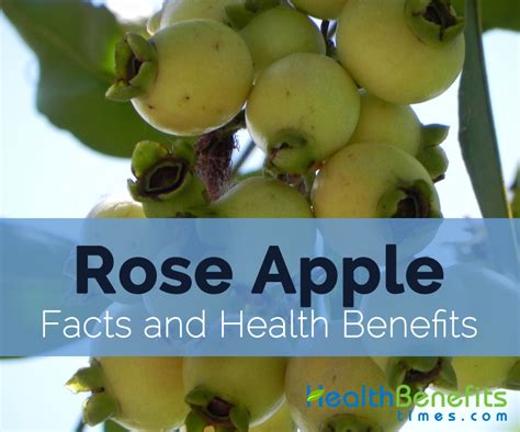 Rose Apple Facts, Health Benefits and Nutritional Value