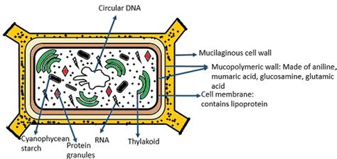 What is Cyanobacteria? History, Types, Structure & Economic Importance - Biology Reader