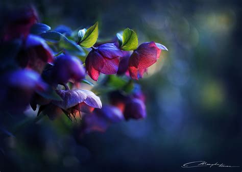 Midnight flowers by MaaykeKlaver on DeviantArt