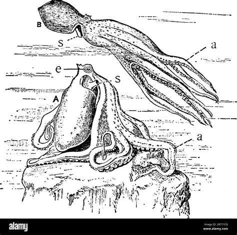 Octopus siphon Stock Vector Images - Alamy