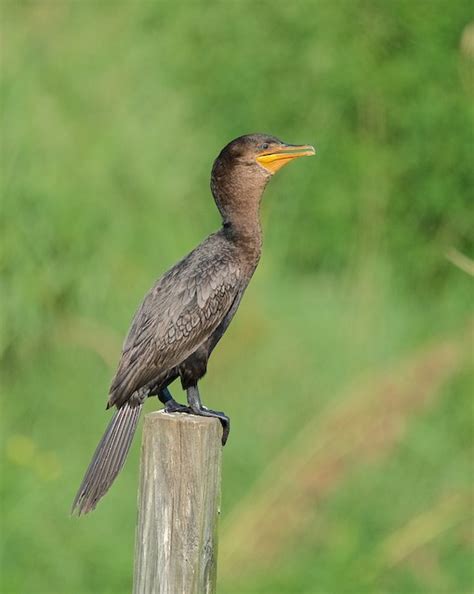 Double Crested Cormorant Juvenile