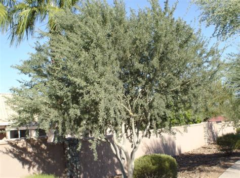 Ironwood Tree | Elgin Nursery & Tree Farm: Phoenix, AZ