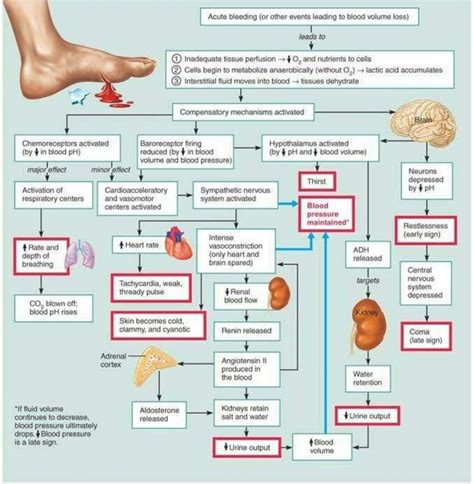 Blood Loss Symptom Chart