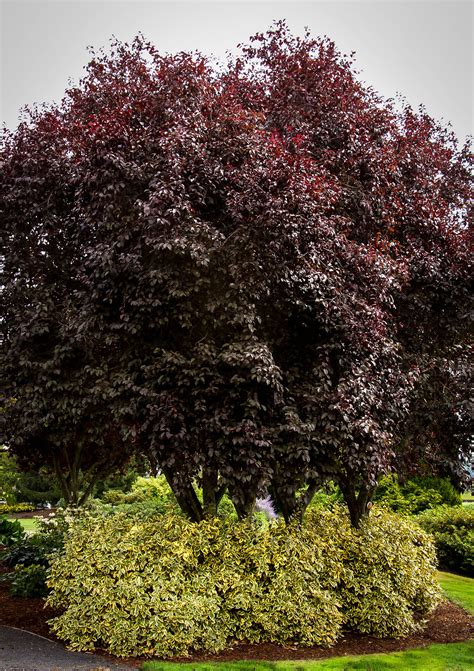 Thundercloud Purple Leaf Plum Trees For Sale | The Tree Center™