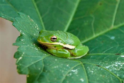 Frog Habitat & Adaptations | Cuteness | Frog habitat, Adaptations, Habitats