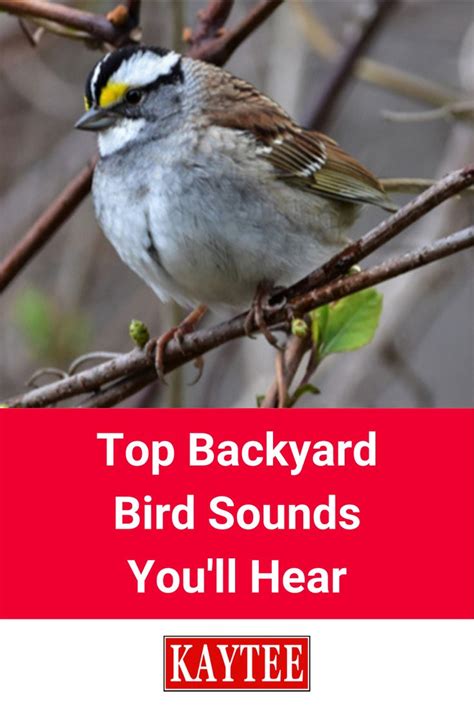 Top Backyard Bird Sounds You'll Hear