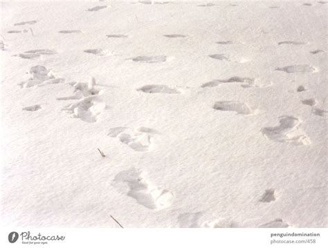 Winter Snow Ice Tracks - a Royalty Free Stock Photo from Photocase