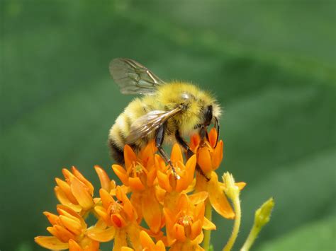 Maryland Biodiversity Project - Perplexing Bumble Bee (Bombus perplexus)