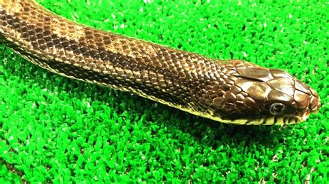 Identifying Common Snakes | Virginia Living Museum