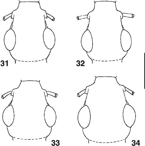 Head of Dendrocellus species. 31) D. queenslandicus (holotype); 32) D ...