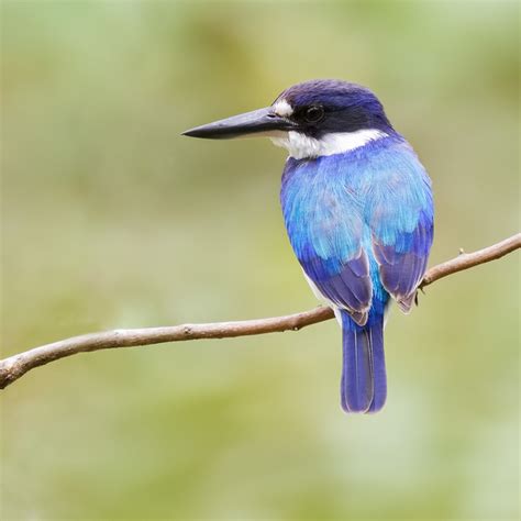 Brad Douglas Photography | Coraciiformes (Kingfishers and Bee-eaters)