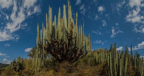 Mexican Plateau. Vegetation in the vicinity of Santa Monica in the ...