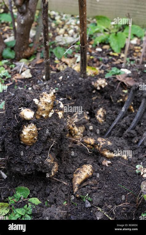 Helianthus tuberosus. Harvesting Jerusalem Artichokes Stock Photo - Alamy