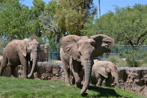 Reid Park Zoo, Tucson AZ Tucson Az, Zoo, Elephant, Park, Nature ...