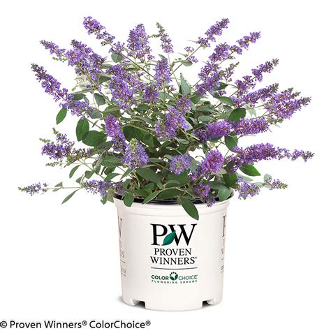 Pugster Blue® Butterfly Bush | Plant Addicts