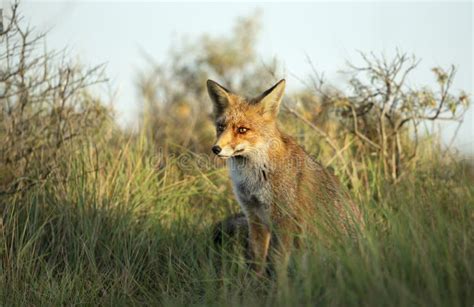 Close Up of a Young Red Fox in Natural Habitat Stock Photo - Image of ...