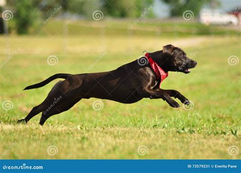 A Crossbreed American Staffordshire Terrier Enjoys Summer Stock Image - Image of enjoys ...