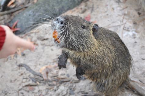 The Hellen Family: Nutria Rats