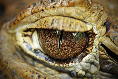 Crocodile Eyes Detail Close Up Stock Photo - Image of fear, carnivore: 21562508