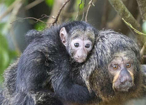 Saki monkeys. | Female white faced Saki monkey with baby. Th… | Flickr