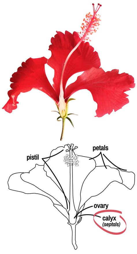 Diagram Of Hibiscus Flower