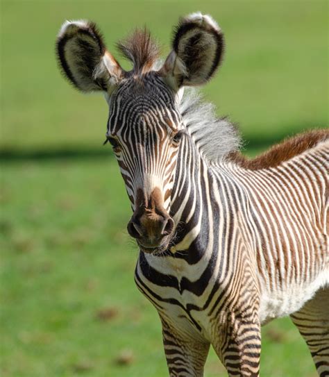 Rare breed zebra foal delights visitors with surprise arrival