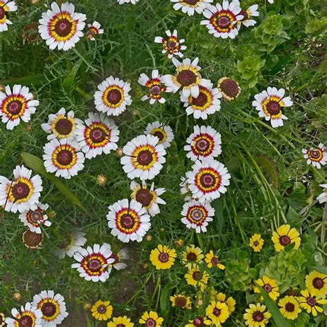 Painted Daisy Seeds in 2021 | Daisy painting, Plant painting, Wildflower seeds