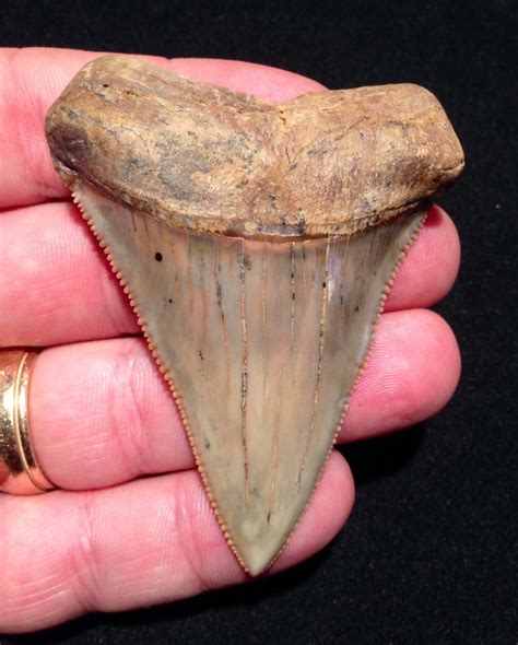 2.9 inch Chilean Great White tooth - Members Gallery - The Fossil Forum