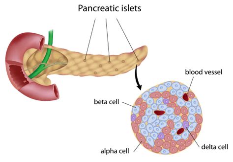 Acinar Cells And Islets Of Langerhans