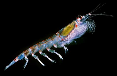 Antarctic krill: What do the Southern Ocean’s charismatic “omega-fauna ...