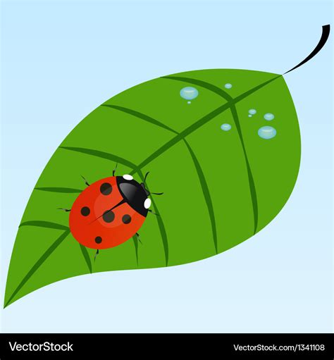 Ladybug on a leaf Royalty Free Vector Image - VectorStock