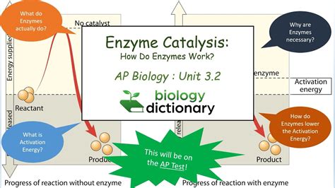 Enzyme Catalysis: How Do Enzymes Work? | AP Biology 3.2 - YouTube