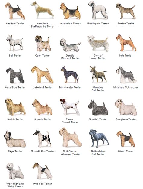 Akc Dog Breed List - Dog Breeds