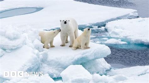 Climate change: 'Last refuge' for polar bears is vulnerable to warming