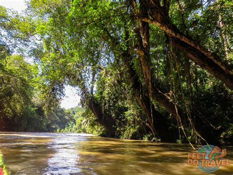 Brunei Jungle - Primary Rainforest Paradise - FeetDoTravel