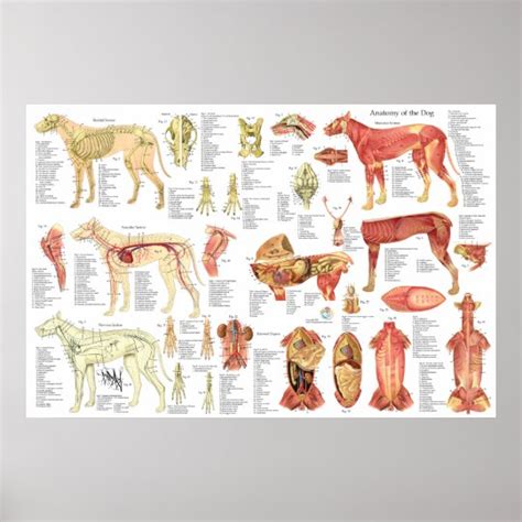 Dog Veterinary Muscle Anatomy Poster 24" X 36" | Zazzle.co.uk